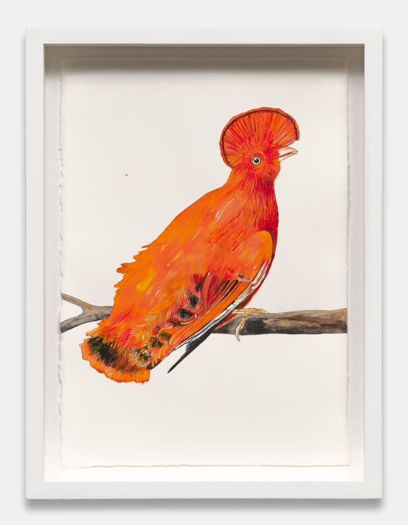 Big Orange Bird with Yellow Eyes (Le Coq de Roche) - from the on-going Time Flies series, 2000-present