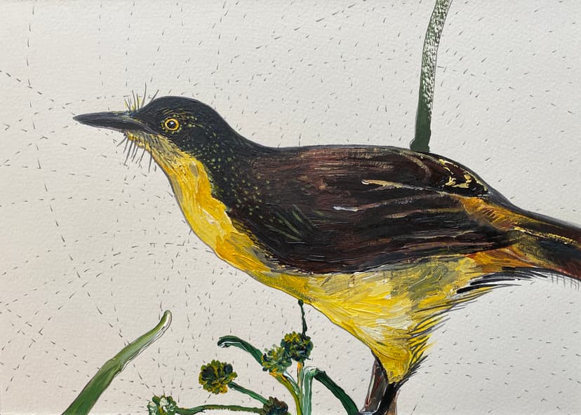 Black-capped Mocking Thrush