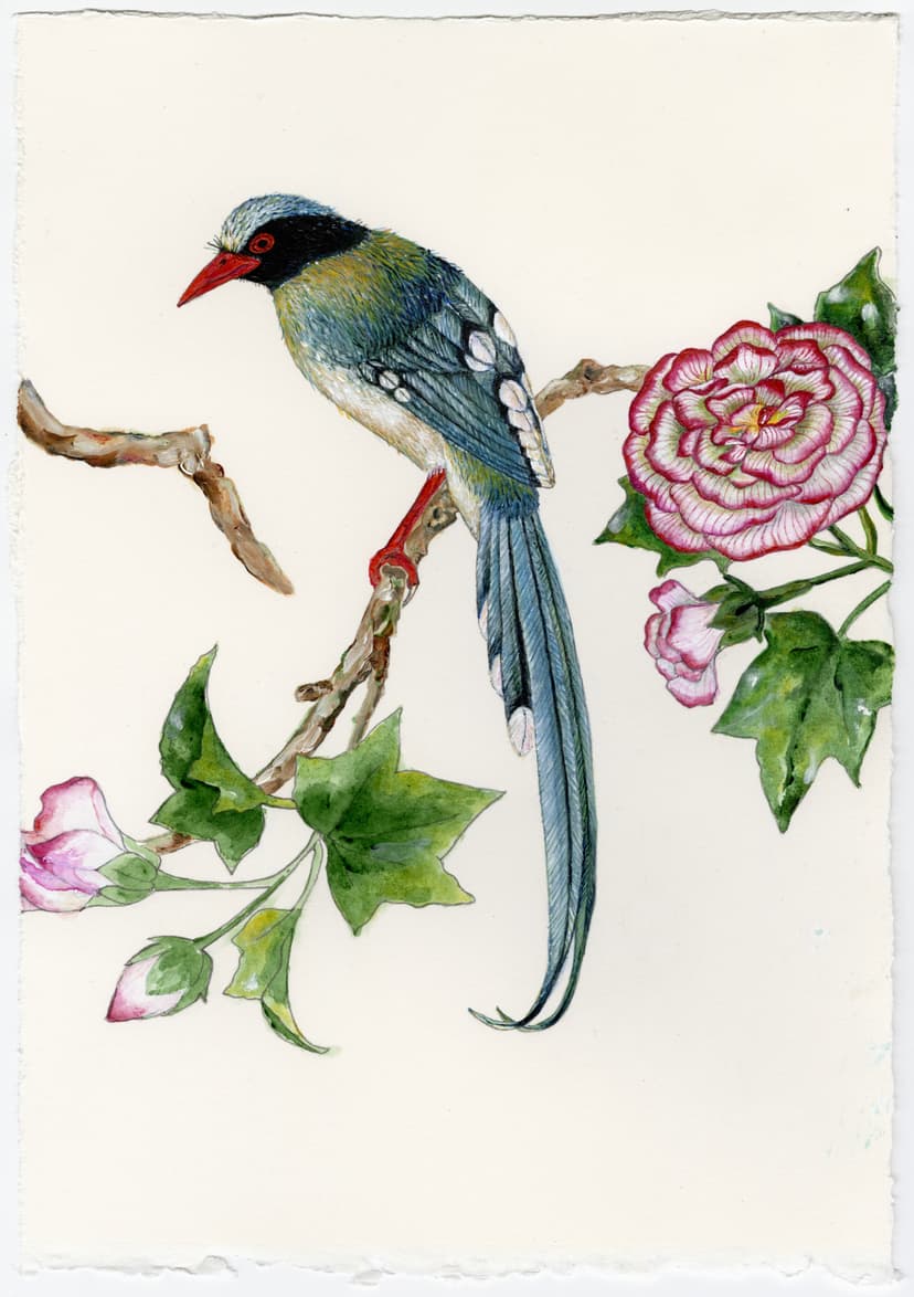 Blue bird with orange bill